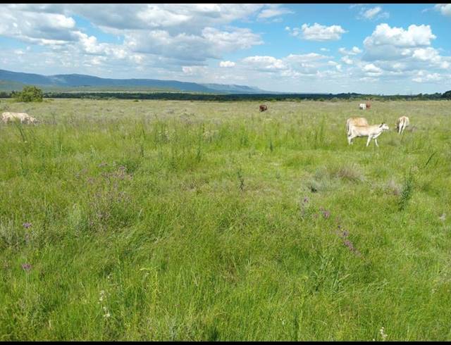 FARM FOR SALE IN ZANDFONTEIN AH